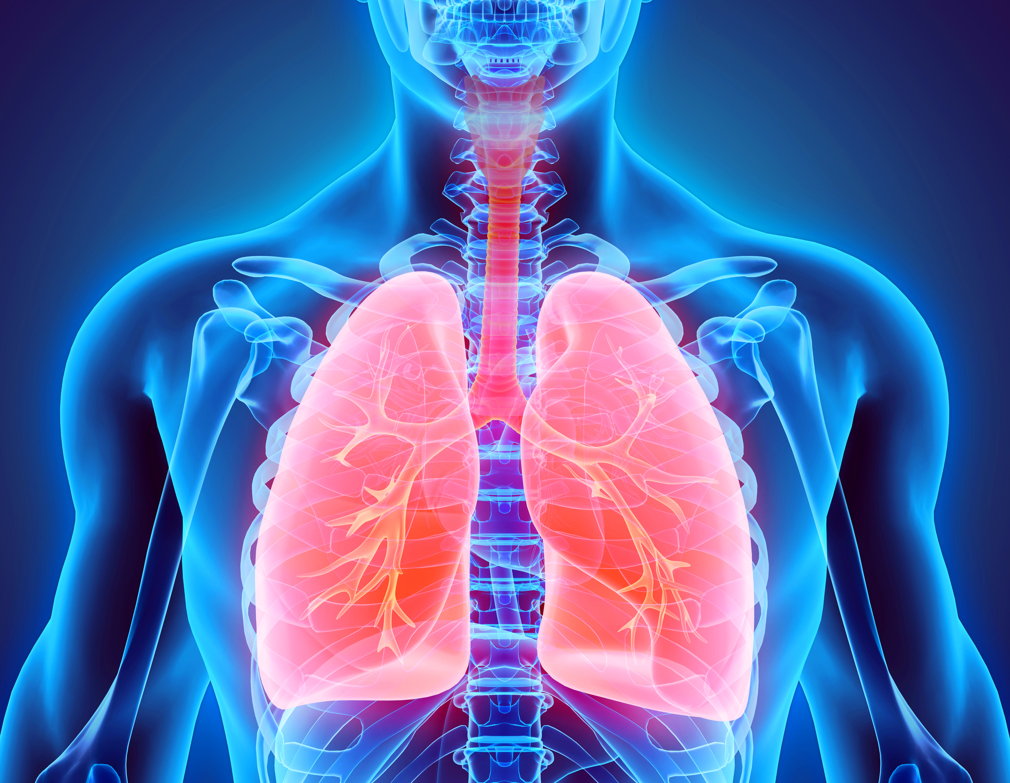 The Human Body ( Respiratory System) - Lessons - Blendspace