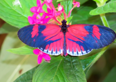 HELICONIUS AND THE PASSION FLOWER