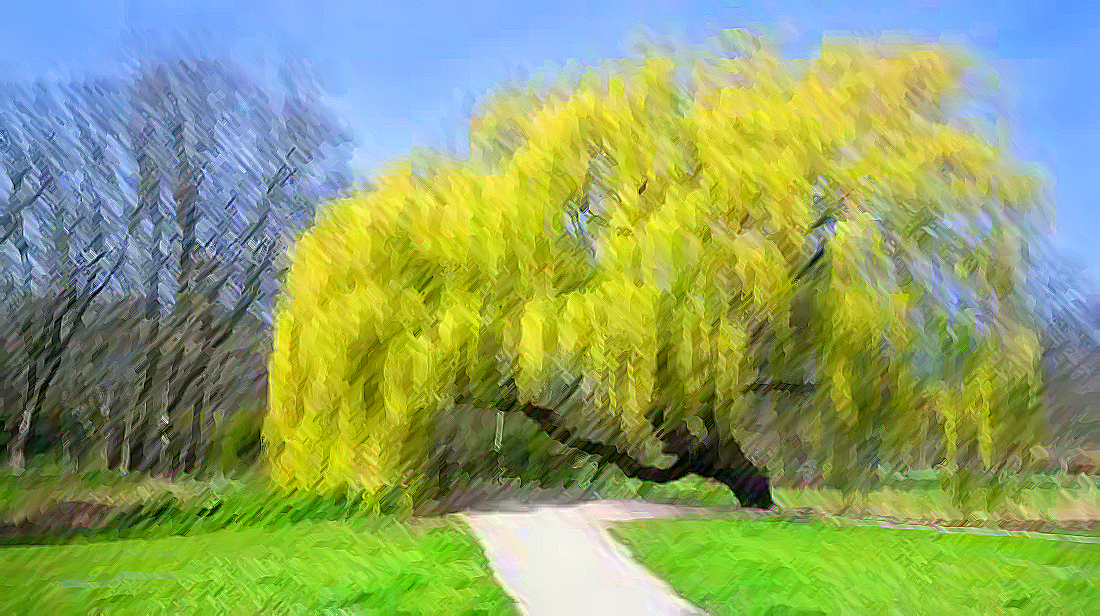 The Joy of the Weeping Willow
