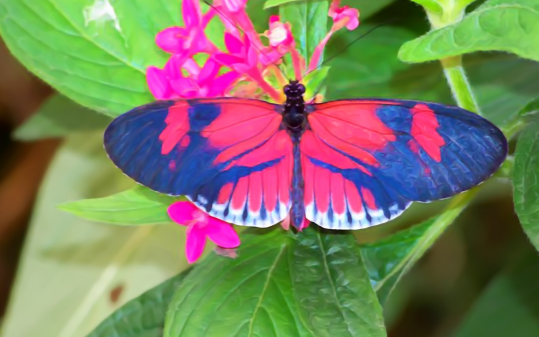 HELICONIUS AND THE PASSION FLOWER